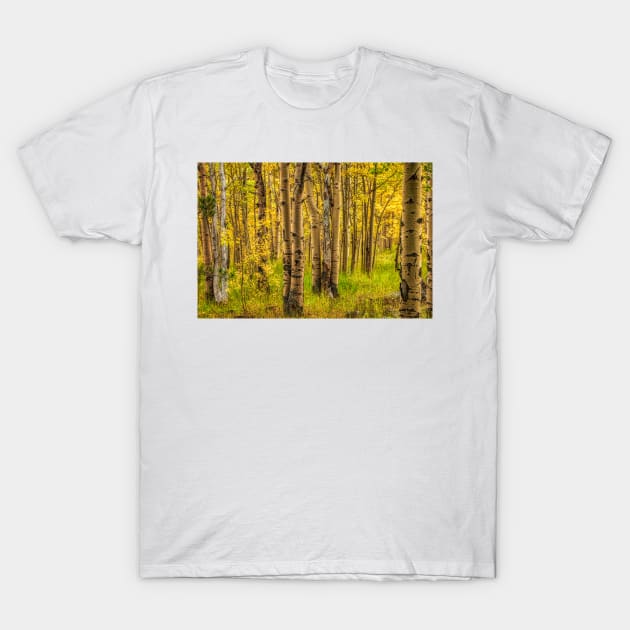 Awake In The Fall Forest Of Gold T-Shirt by nikongreg